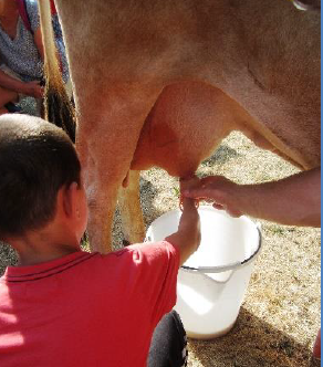 Atelier : " Traite d’une vache à la main "