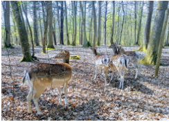 Forêt et parc animalier de Grimboscq